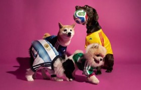 阿迪达斯发布26年FIFA世界杯主场球衣宠物系列  为萌宠打造专属战袍